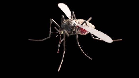 3d rendered medically accurate animation of a mosquito