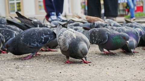 Pigeons flew in the square. People feed pigeons
