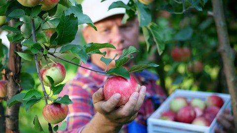 close-up, portrait of male farmer or agronomist, picking apples on farm in orchard, on sunny autumn day. holding a wooden box with red apples, smiling. Agriculture and gardening concept. Healthy