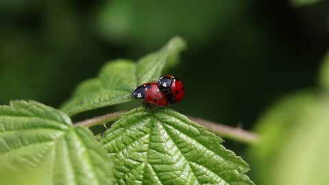 Coccinella septempunctata, two ladybirds are copulating on a leaf