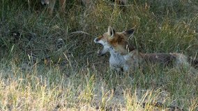 Red fox vixen with young red fox (vulpes vulpes)  - wildlife - 4K/HD stock video
