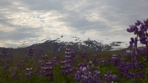 Eyjafjallajokull volcano (southern Iceland) during summer season with a lot of flowers (Lupinos) in front