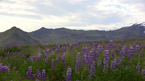 Eyjafjallajokull volcano (southern Iceland) during summer season with a lot of flowers (Lupinos) in front
