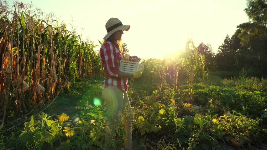 at sunset, female farmer in plaid shirt and hat walks through the field, vegetable garden, holds box with different fresh vegetables, harvest on farm, summer. cornfield background . Royalty-Free Stock Footage #1015560211