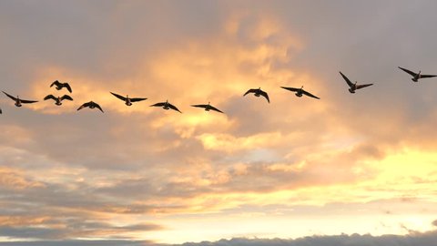 Graceful Geese Flying in Slow Motion against fast moving clouds.

