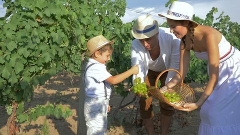 harvesting, rural child helps parents to collect grapes and put in basket on plantations in sunny autumn day Arkivvideo