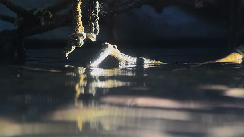 Sea otter in the water in captivity