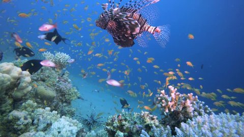 Colorful Underwater Lionfish. Picture of common lionfish (Pterois miles) and colorful corals in the tropical reef of the Red Sea Dahab Egypt.