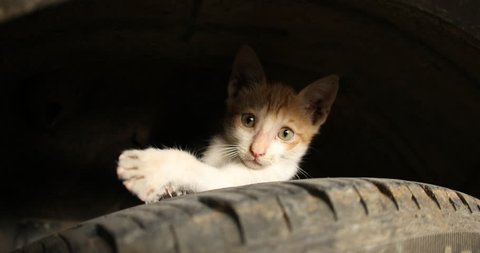 Baby Cat on a car tire