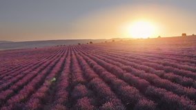 Aerial nature landscape video. Flight over lavender meadow at sunset. Agriculture industry scene. Nature 4k scene composition.