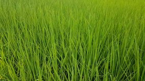 close-up rice field background movement. Using gimbal equipment to shoot this footage.