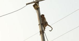 Monkey on the cable