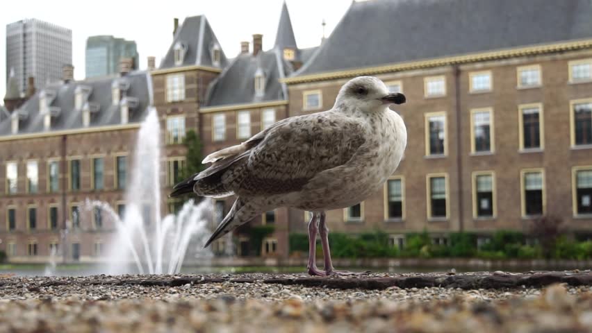View On The Hague City Of Netherland. A Seagull In The Park. The Beautiful Historical Binnenhof - The Political Heart Of The Netherlands. Slow Motion And Close Up. Beautiful Background. Summer Time.