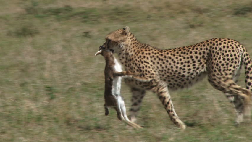 
A cheetah walks away with a kill.
 | Shutterstock HD Video #1015582651