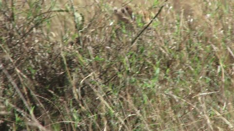 Cheetah Climbs Ant Hill Better Look Stock Footage Video (100% Royalty ...