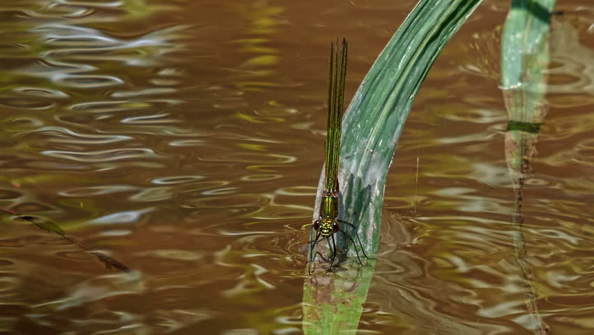 Macro footage. Banded Demoiselle (Calopteryx splendens). Footage 2 in 1.