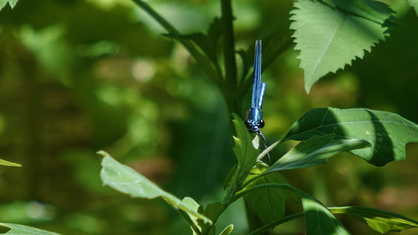 Macro footage. Banded Demoiselle (Calopteryx splendens). Footage 2 in 1.