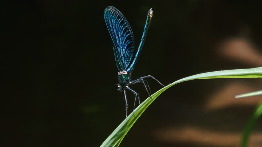 Macro footage. Banded Demoiselle (Calopteryx splendens). Footage 2 in 1.