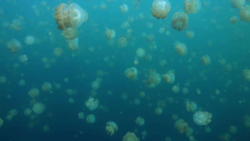 Swim through jellyfish then up and break the surface at Jellyfish Lake in Palau. | Shutterstock HD Video #1015583890
