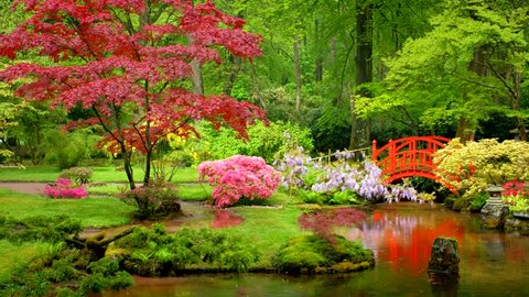 Small bridge in Japanese garden, Park Clingendael, The Hague, Netherlands in the rain