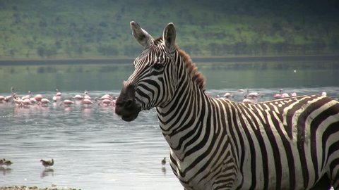 A zebra moving his lips as if talking to himself.
