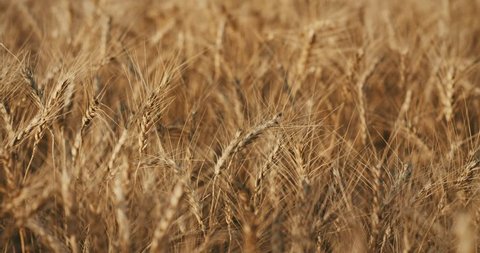 Beautiful Golden Wheat Field - close up + panning 