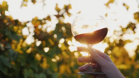The sun shines beautifully through a glass of red wine. Hand holds a glass against the vineyard background