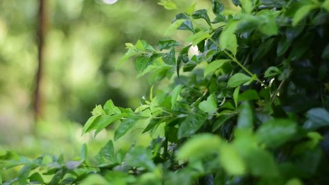 Nature Leaves background, Close up beautiful natural view green leaves with sunlight on greenery blurred and bokeh wallpaper background in public park garden, fresh wallpaper concept, 