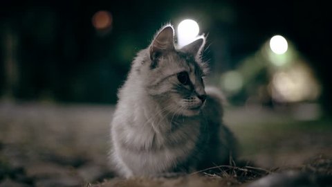 The beutifull cat hunts the mouse at night, 4k