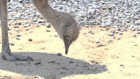 An ostrich, eating in slow motion. One can see how the ostrich picks up its food, pulls it forcefully up and then uses the imparted momentum to have its food fly into its throat so it can sallow it.