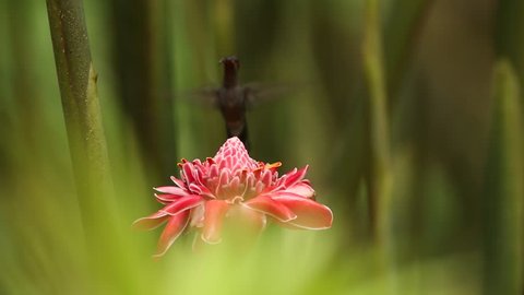 Green hermit, Phaethornis guy, hovering next to red flower in garden, bird from caribean tropical forest,  Trinidad and Tobago, natural habitat, beautiful green bird eating nectar