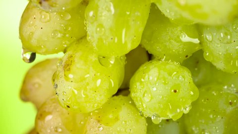 Grapes Berries in Water Splashes. Bunch of green grapes covered with transparent water droplets rotates slowly in front of camera