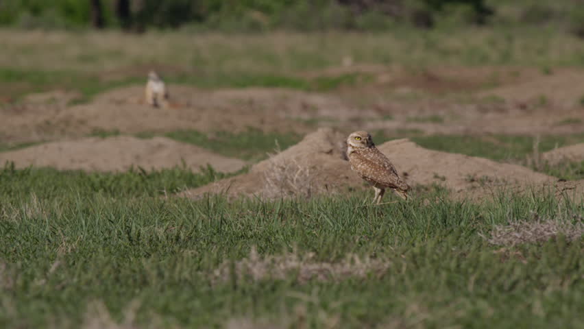 Slow motion - Low angle burrowing owl in windy grass of prairie dog town | Shutterstock HD Video #1015608616