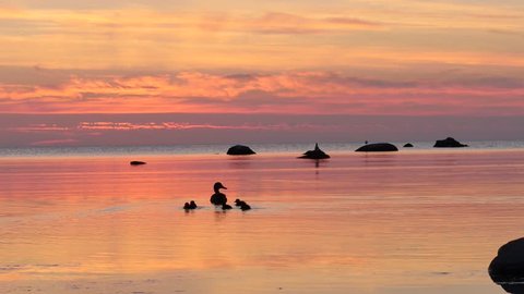 Ducks swim in the Baltic Sea in Gotland, Sweden near the town of Visby. The sky is red and is reflected in the water.