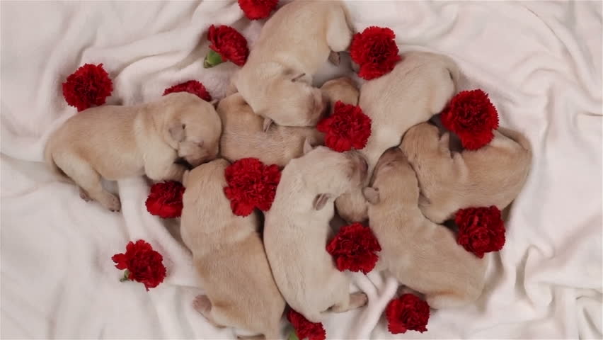 puppies sleeping together