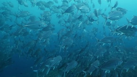 School of jack fish in the blue ocean.  School of trevally - Carangidae, swimming in the deep water. Scuba diving with marine wildlife.