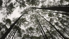 Low Angle View & Zoom In Video Of Pine Trees
