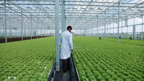 Hydroponics method of growing salad in greenhouse. Two lab assistants examine verdant plant growing. Agricultural industry