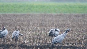 Common Cranes or Eurasian Cranes (Grus Grus) birds feeding in corn fields during migration to the South in the fall. Slow motion clip at half speed.