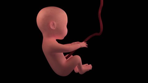 Human Baby Fetus Embryo 4K Loop Alpha