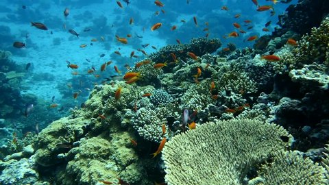 Red Sea Diving, Coral Reef, Hurghada Safaga Sharm El Sheik Egypt