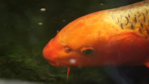 Super close-up and Slow motion of Orange KOI carp swimming and eating in a pond. Decorative bright fish floats in a pond.