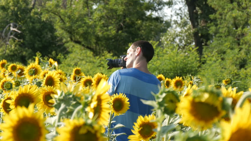 photographer-photographing-sunflowers-at-a-sunflowers-farms image ...