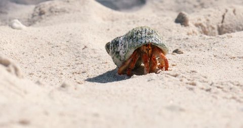 hermit crab in close-up