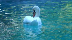 Swan  swimming in the lake on sunny day slow motion shot 