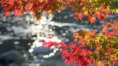 It is the famous Japanese famous autumn leaves. This is Autumn Foliage at Kourankei. in Aichi Prefecture Japan 