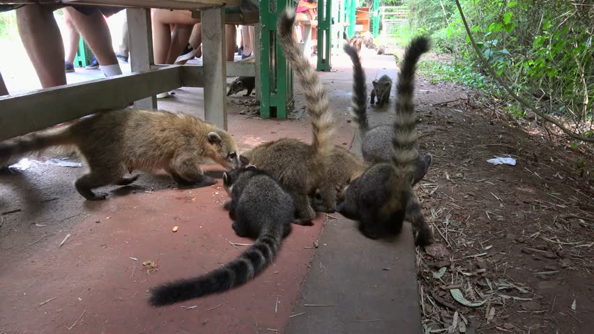Band of ring-tailed coati (Nasua nasua) are seeking the remains of a tourist food in the Iguazu national park. Argentina