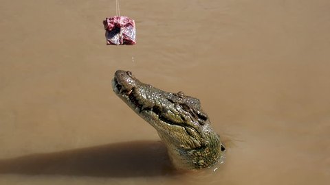 Jumping Crocodile Opens Mouth, Darwin Australia