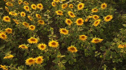 Sunset over the field of sunflowers against a cloudy sky. harvesting agriculture sunflowers field concept nature. Beautiful summer landscape agriculture. slow motion video. field of blooming