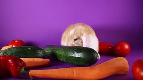 Bunny and vegetables. Rabbit with vegetable. Carrot,cucumber,